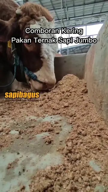 Comboran-Kering-Pakan-Ternak-Sapi-Jumbo